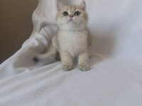 Safkan Cana Yakın Sosyal British Shorthair Bebekler
