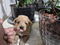 Maltipoo Yavrularımız
