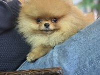 Güler yüzlü pomeranian kızımız tam bir ayıcık