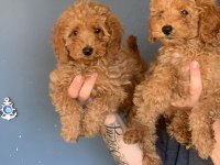 Sevimli Poodle Tüy Dökmeyen Harika Dostlar