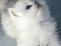 Yakışıklı British Longhair Ares