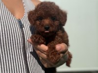 Toy Poodle Dişi Yavrumuz