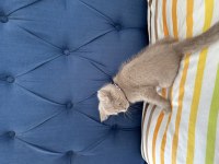 Lokum gibi british shorthair kızımız