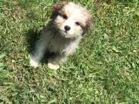 3 aylık terrier yavru