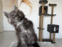 Maine coon ns erkek black smoke