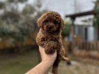 Sağlık Ve Irk Garantili Toy Poodle Yavrularımız