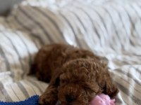 TUVALET EĞİTİMLİ TOY POODLE
