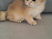 British shorthair golden erkek yavru