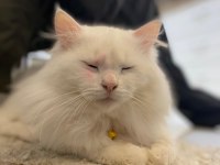 2 yaşında british longhair sahiplendirilecektir