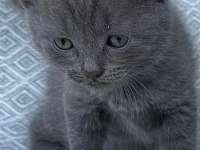 Sahiplendirme british shorthair