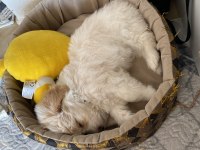 Aşıları tam erkek minik maltipoo yavru
