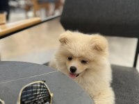 Köpeğimiz için daha önceden bakanlar lütfen iletişime geçsin