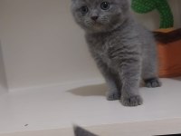 8 şubat doğumlu sağlıklı british shorthair paşalar