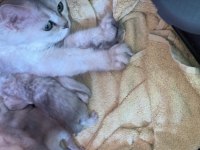 British longhair annenin bebişleri