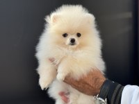 Yasal ruhsatlı çiftlikden ziyarete açık pomeranian