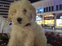 3 Aylık Yavru Maltipoo