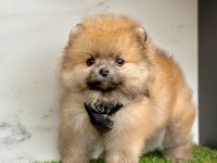 Sevimli Pomeranian Boo Yavrularımız