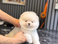 Ayıcık Surat Pomeranian