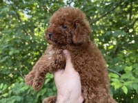 SAFKAN KORE KAN UYGUN FİYAT SAĞLIK GARANTİSİ POODLE