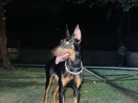 7.5 aylık doberman kızımız