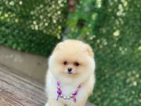 Pomeranian boo yavrularımız