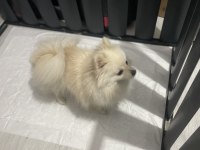 Ful eğitimli güzel pomeranian kızımız yeni yuvasını arıyor