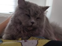 British longhair kedim mayayı sahiplendiriyorum