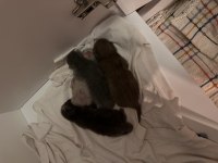 2 adet lilac british 2 adet scottish fold