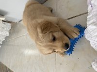Bebek yüz golden retriever dişi