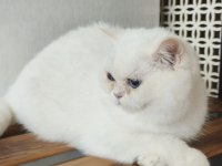 British shorthair ny 1233 dişi kedimiz