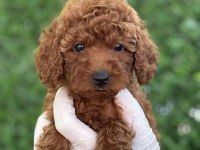 Birbirinden Güzel Poodle Yavruları