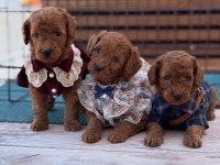 Toy poodle köpeği