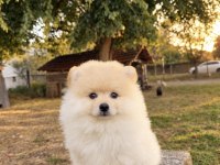 POMERANİAN BOO TEDDY FACE