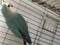Erkek sevda papağanı gayet sağlıklı uyumlu