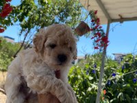 Çok tatlı maltipoo yavrularımız