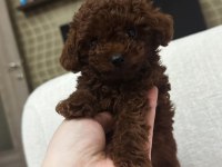 Erkek Teacup Dark Redbrown Kore Poodle