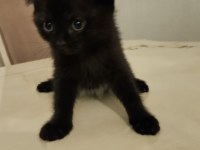 Sahibinden siyah scottish fold