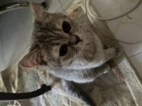 British shorthair yavrular
