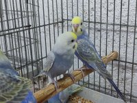 RAİNBOW MUHABBET KUŞU ADANA ÇUKUROVA