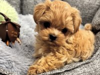 Korean Orjinal Maltipoo Eğitimli
