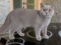 British Shorthair Dişi Kediler