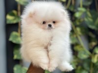Yavrularımız pomeranian boo
