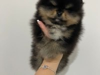 POMERANİAN BOO ERKEK SAFKAN YAVRULAR