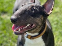 BULL TERRIER DİŞİ STANDART
