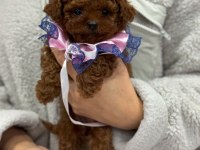 Irk ve sağlık garantili poodle