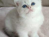 Safkan British Shorthair