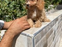 Maltipoo Yavrumuz