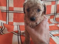 A Kaliteli Toy Poodle Yavrularımız