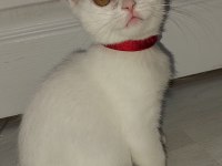 3 Aylık Scottish Straight Yavrumuz Dişi