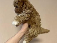 IRK GARANTİLİ MALTİPOO YAVRULARI